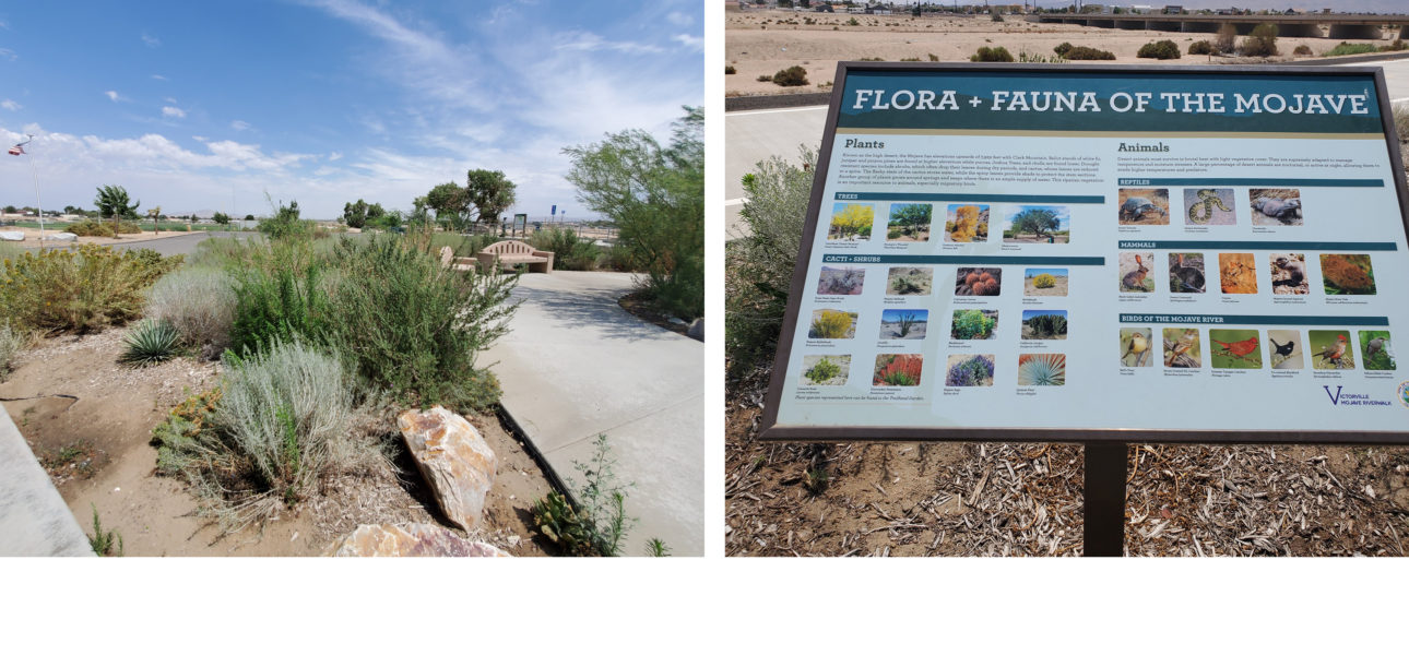 mojave desert fauna